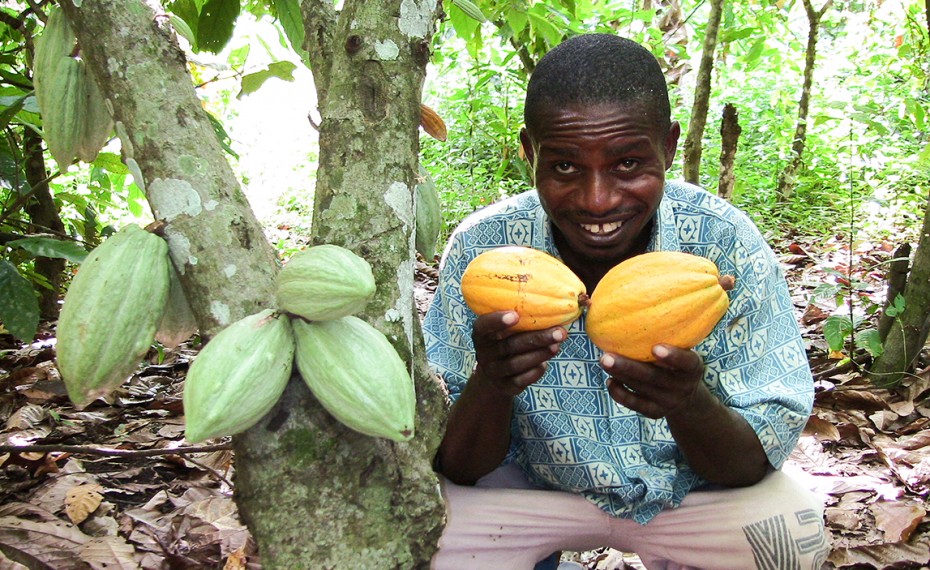 El precio del Cacao cae drásticamente debido a la especulación.
