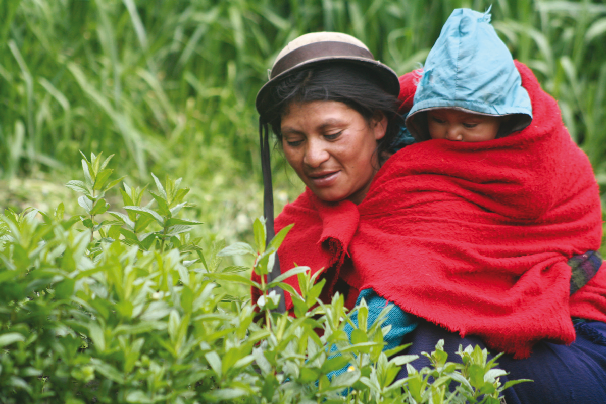 Jambi Kiwa o las plantas que curan. Una cooperativa de éxito de mujeres ecuatorianas.
