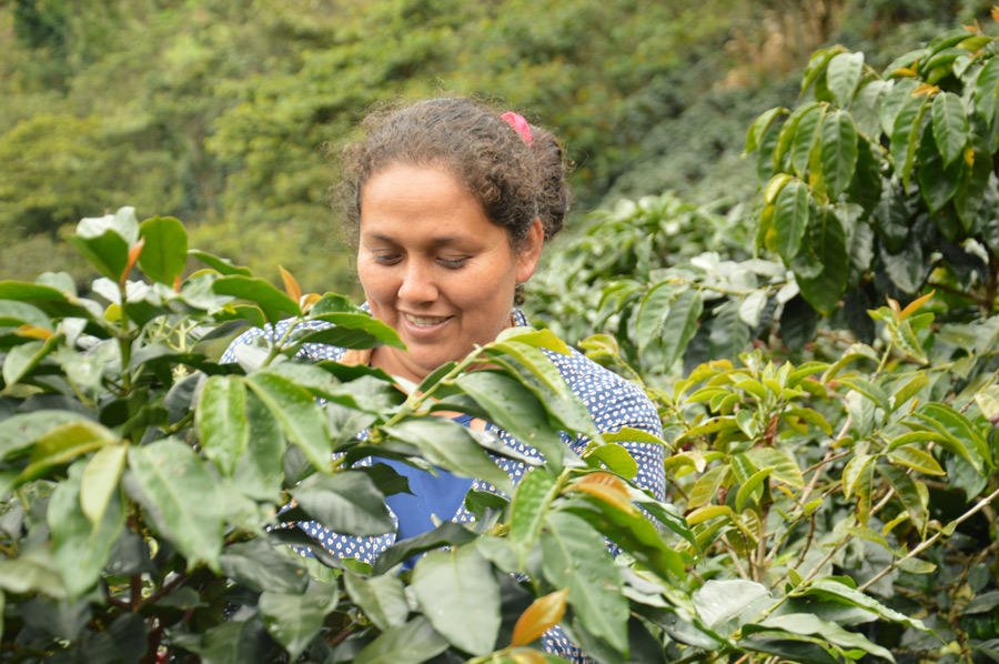 Cooperativa Norandino