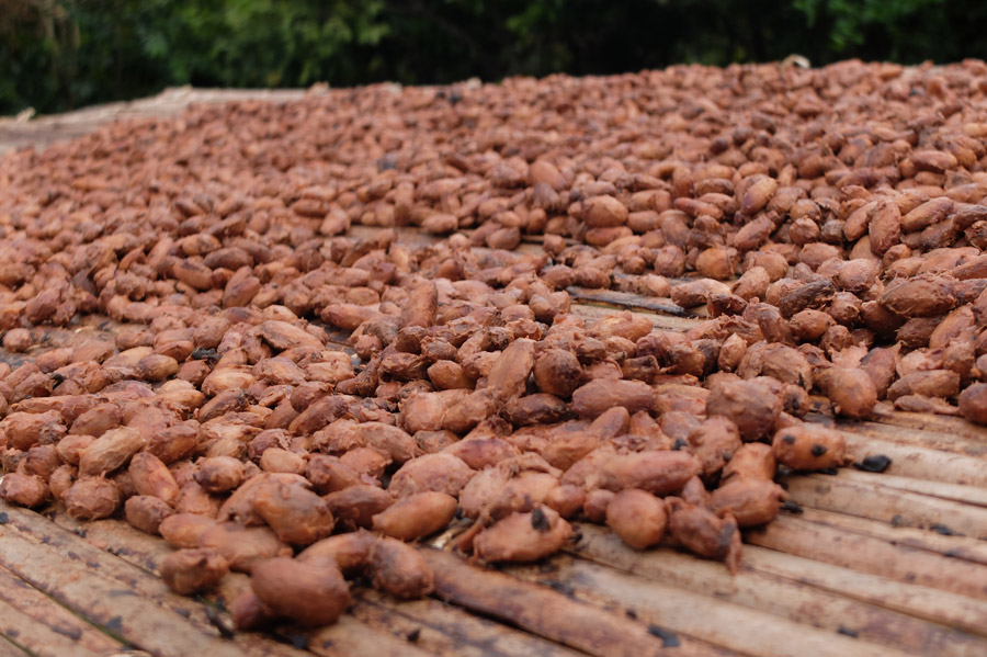 Nuevo informe sobre la realidad del sector del cacao