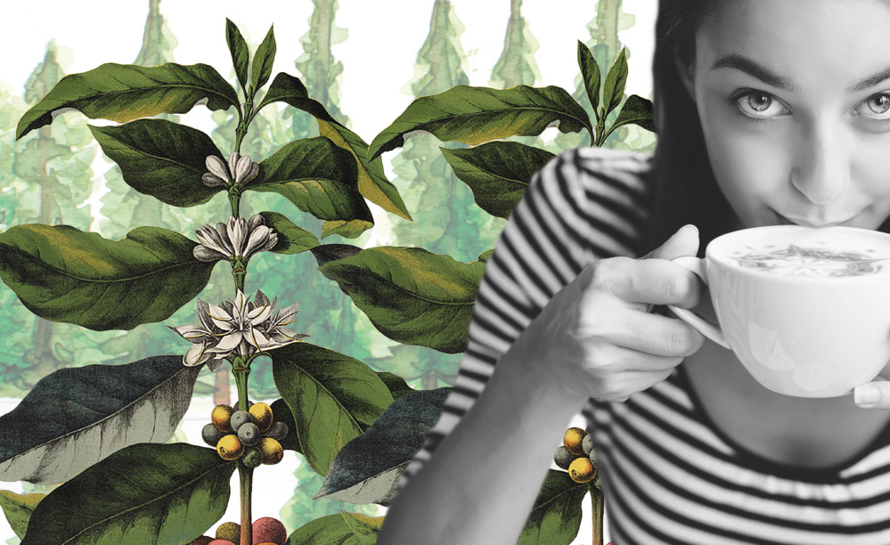 Café y Medio Ambiente