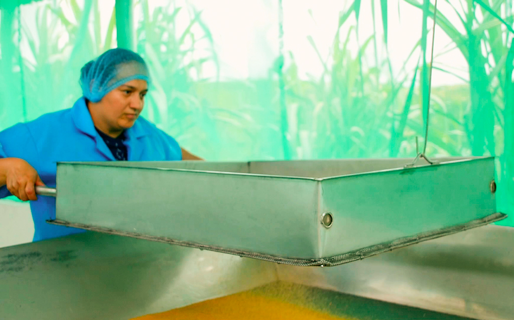 Elaboración del azúcar