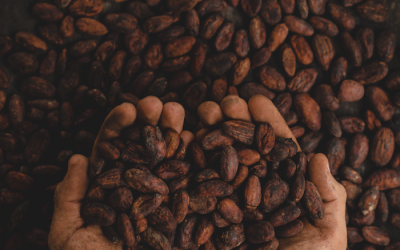 La lucha de los productores de cacao