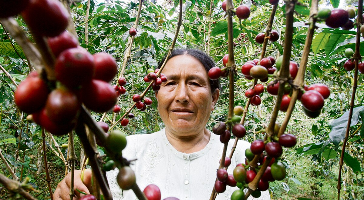 Productores de Comercio Justo. Cecovasa Productores de Comercio Justo. Cecovasa
