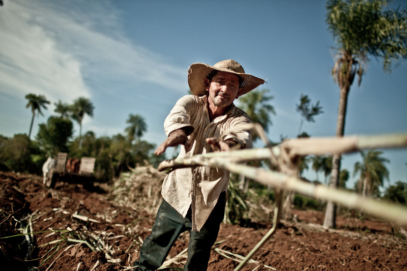 Elaboración del azúcar