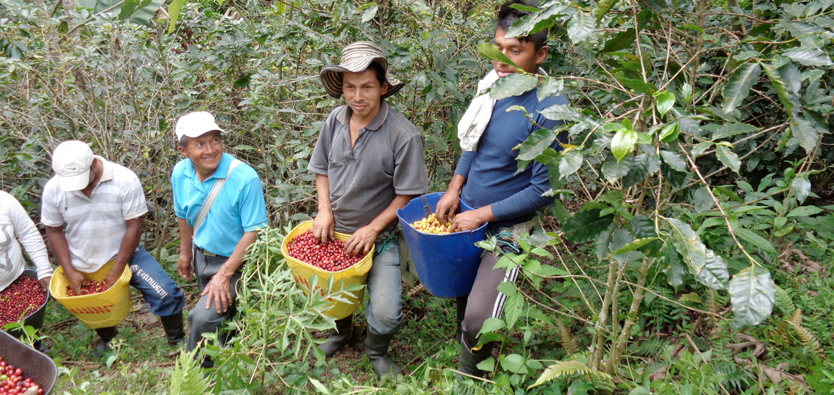 Café Comercio Justo. Fondo Paez, Colombia