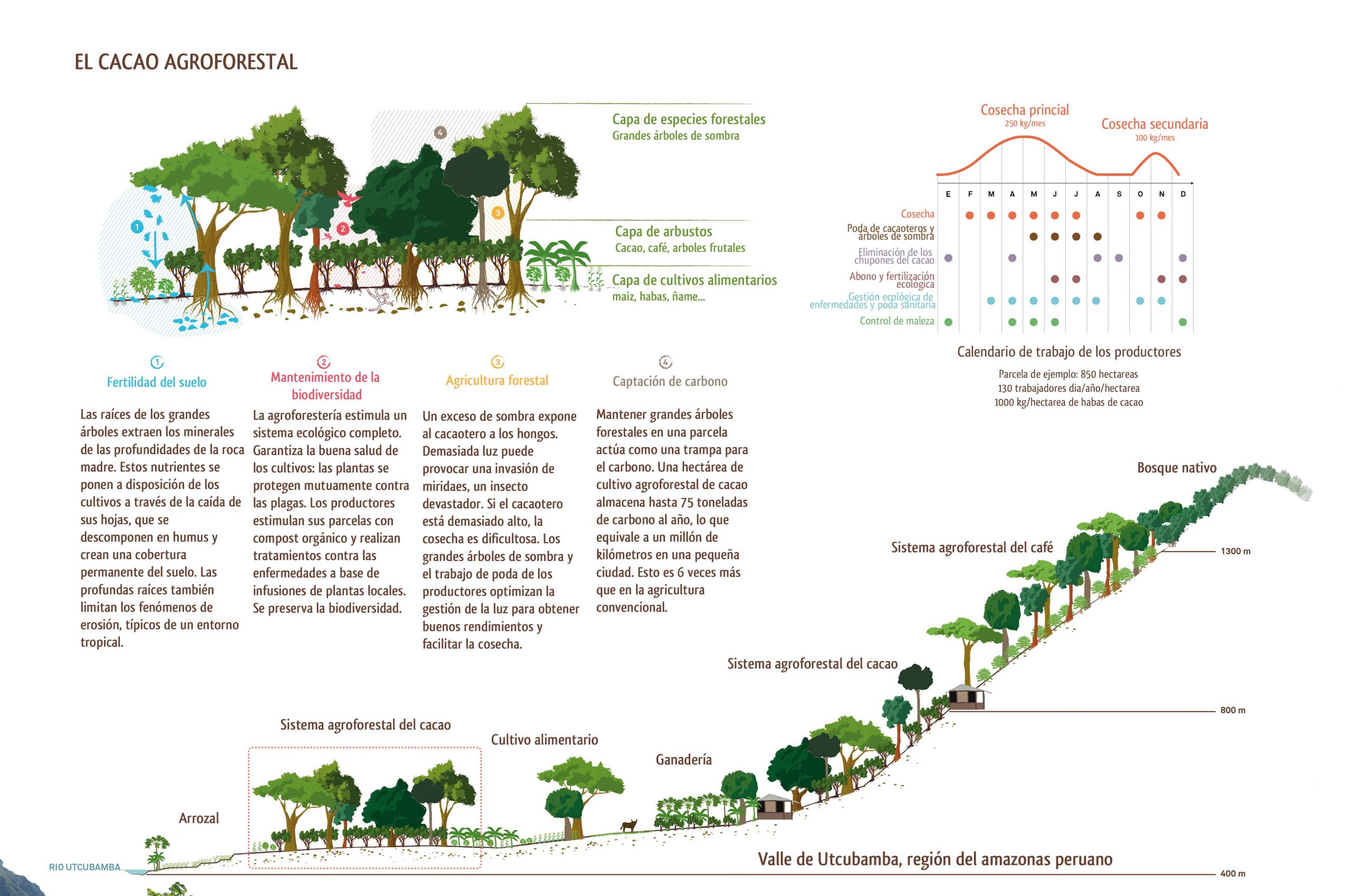 Chocolate de Comercio Justo Sistemas agroforestales de cultivo del cacao