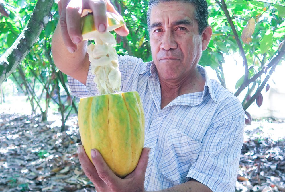 Productores de cacao de Comercio Justo