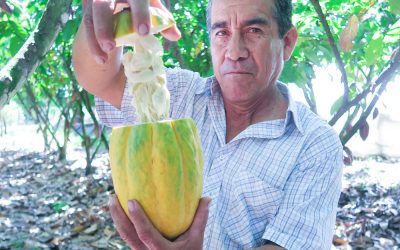 Hogares cacaoteros cosechan resultados en Perú
