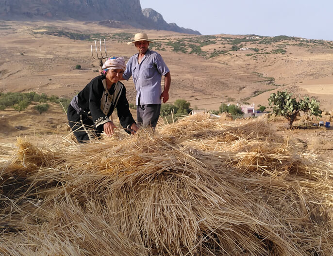 Motivos para apoyar la producción de trigo en Túnez