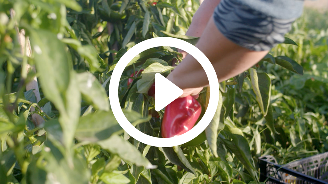 Conoce a las productoras y los productores locales de eathica