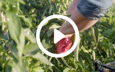 Conoce a las productoras y los productores locales de eathica