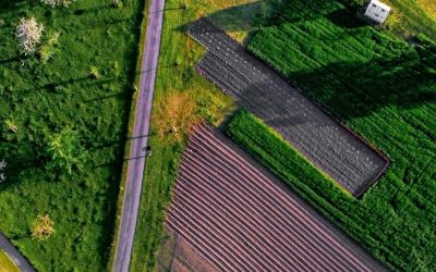 PROYECTO BIO LOCAL & JUSTO