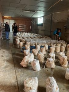 Sala de crecimiento de las setas