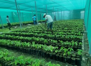 Nuevo vivero de CEPROAA Nuevo vivero de CEPROAA