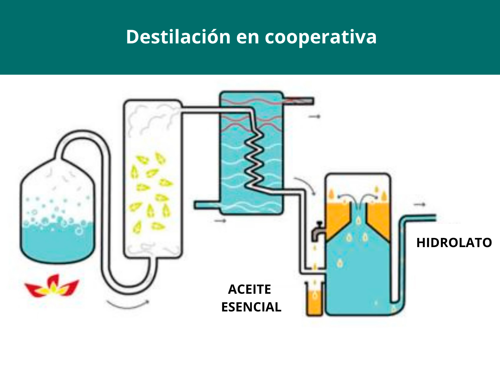 Destilación en Cooperativa