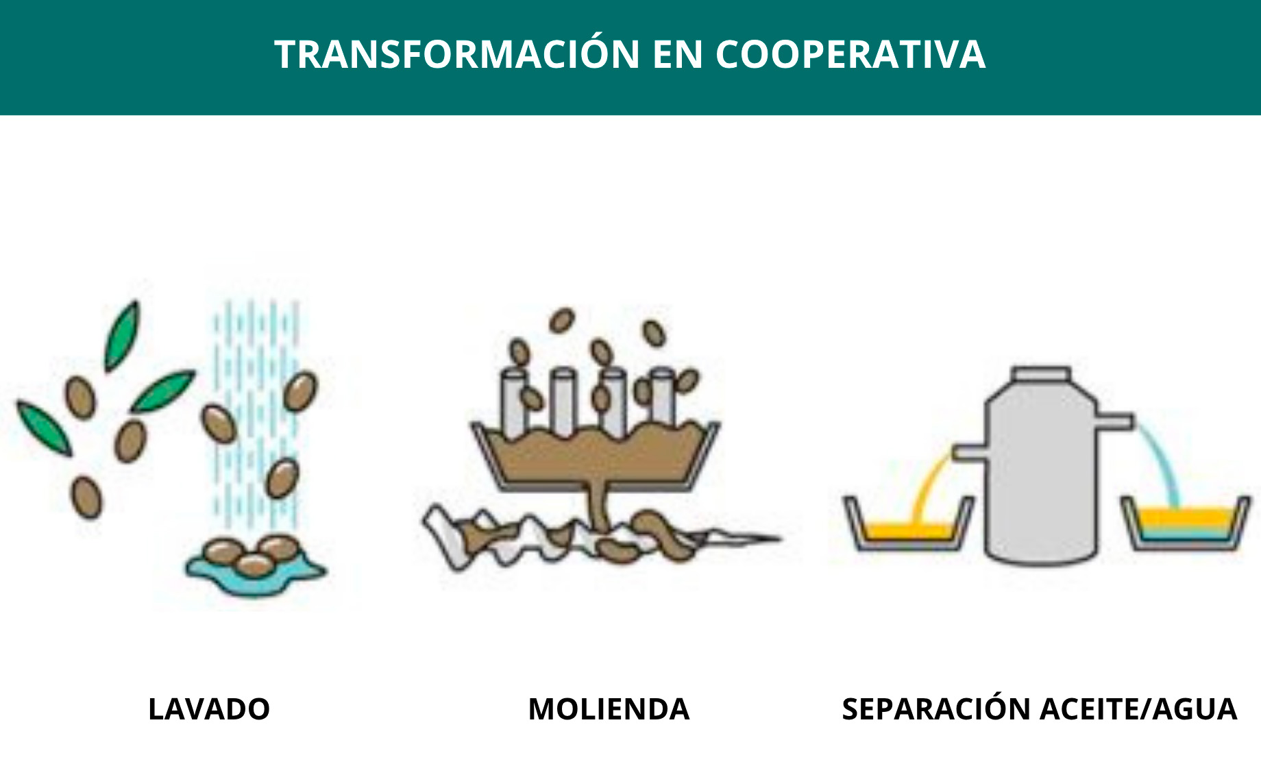 Transformación en Cooperativa Transformación en Cooperativa